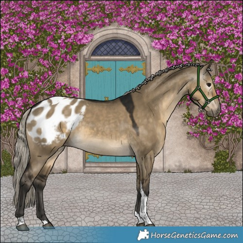 Horse Color:Gray Silver Smoky Grullo Tobiano Appaloosa 