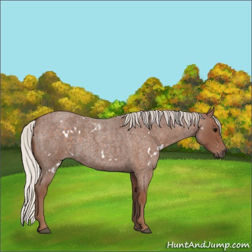 Horse Color:White Spotted Silver Blue Roan 