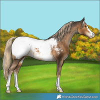 Horse Color:Chocolate Palomino Appaloosa