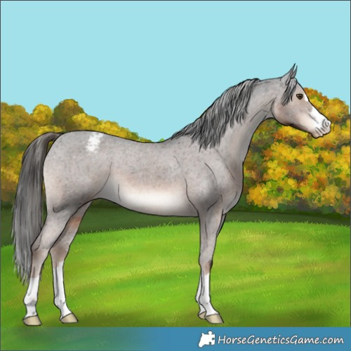 Horse Color:Liver Chestnut Appaloosa 