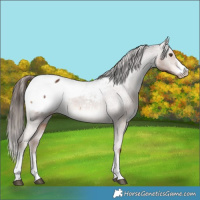 Horse Color:Liver Chestnut Snowcap 