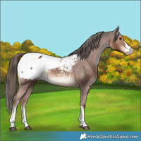 Horse Color:Liver Chestnut Appaloosa 