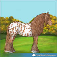 Horse Color:Chestnut Appaloosa 