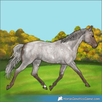 Horse Color:White Spotted Silver Blue Roan