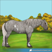 Horse Color:White Spotted Silver Blue Roan 