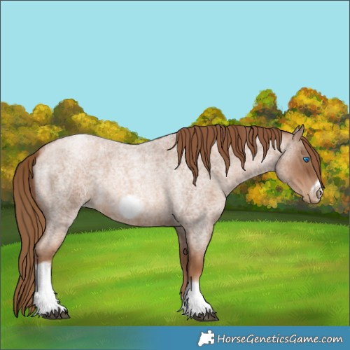 Horse Color:Liver Red Roan Pearl Tobiano Frame 