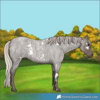 Horse Color:White Spotted Silver Blue Roan 
