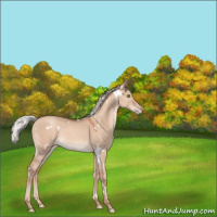 Horse Color:White Spotted Silver Sable Champagne Dun Rabicano 
