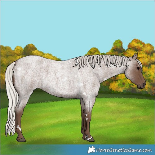 Horse Color:White Spotted Silver Blue Roan 