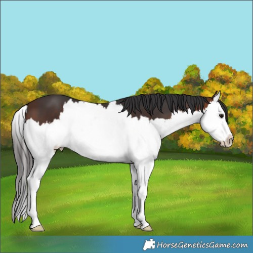 Horse Color:Brown Splash 