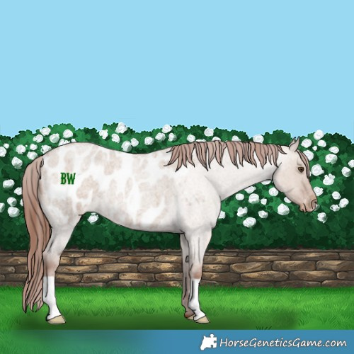 Horse Color:Classic Champagne Roan Dun Appaloosa