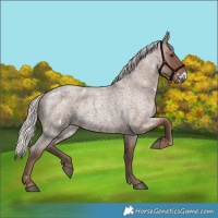 Horse Color:White Spotted Silver Blue Roan