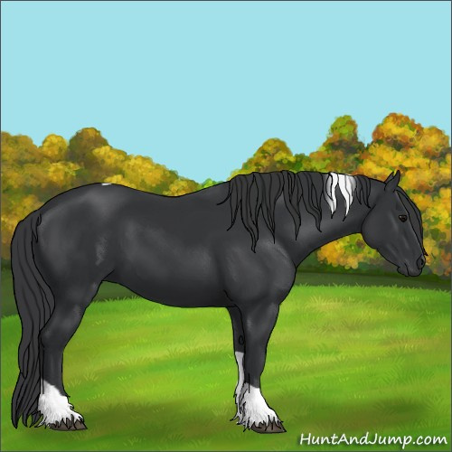 Horse Color:Black Tobiano Rabicano
