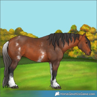 Horse Color:White Spotted Bay 