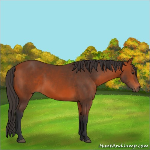 Horse Color:Bay 