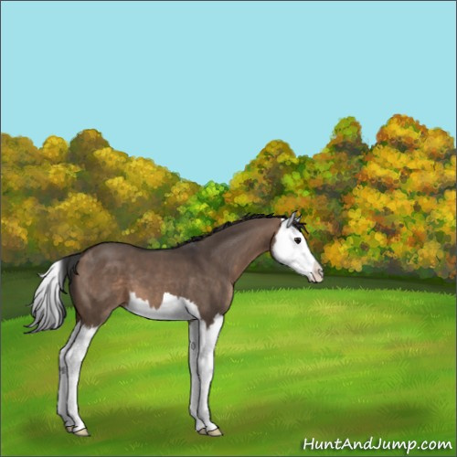 Horse Color:Brown Dun Splash 
