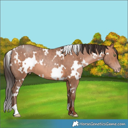 Horse Color:White Spotted Sable Champagne 