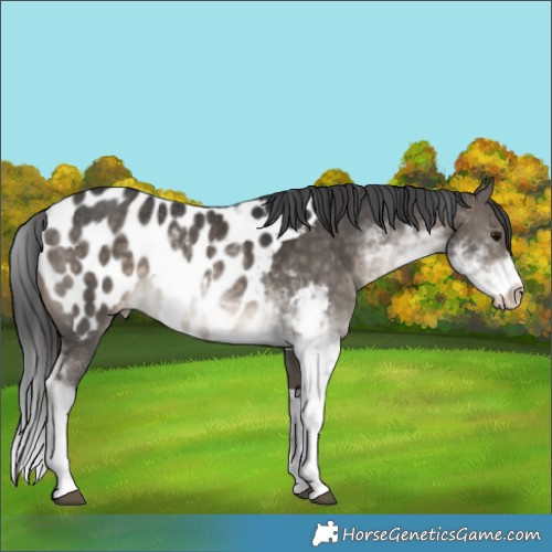 Horse Color:Brown Dun Sabino Appaloosa 