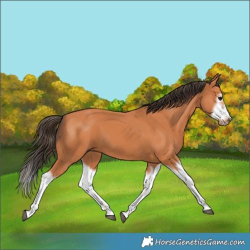 Horse Color:Bay Splash Frame 