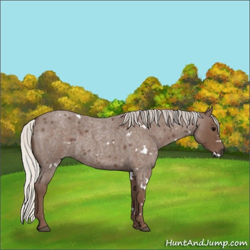 Horse Color:White Spotted Silver Blue Roan