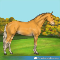 Horse Color:Palomino
