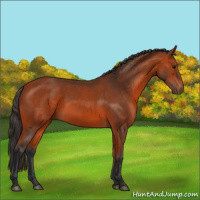 Horse Color:Bay 