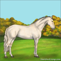 Horse Color:Palomino Roan Dun 