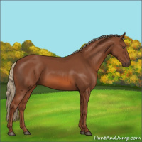 Horse Color:Chestnut 