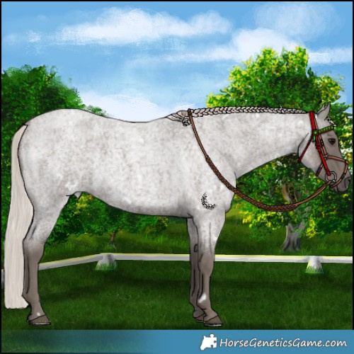 Horse Color:White Spotted Silver Blue Roan 