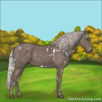 Horse Color:White Spotted Silver Blue Roan 