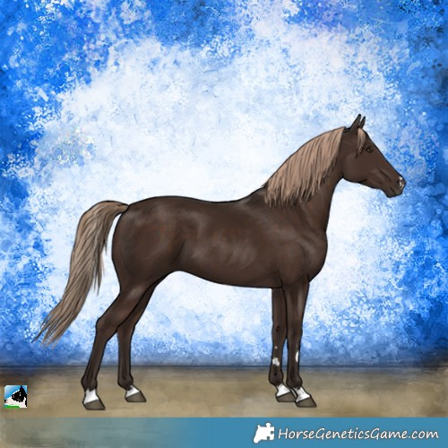 Horse Color:Liver Chestnut 