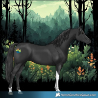 Horse Color:Black Tobiano Rabicano 