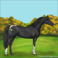 Horse Color:Black Tobiano Rabicano 