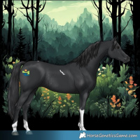 Horse Color:Black Tobiano Rabicano 