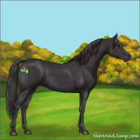 Horse Color:Smoky Black 