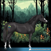 Horse Color:Smoky Black 