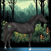 Horse Color:Smoky Black 