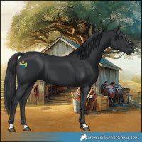 Horse Color:Black 