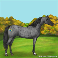 Horse Color:Blue Roan 