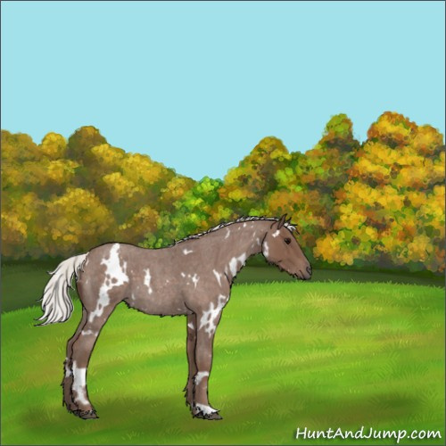 Horse Color:White Spotted Silver Blue Roan 