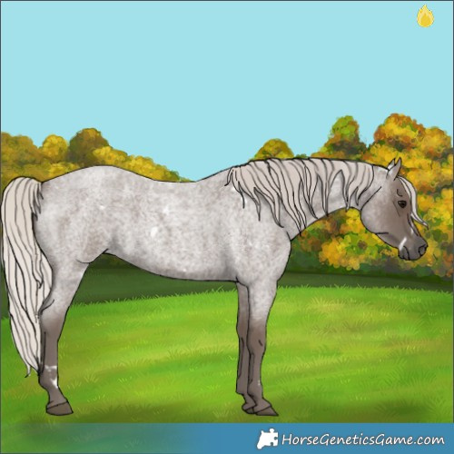 Horse Color:White Spotted Silver Blue Roan 