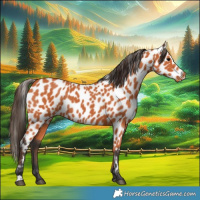 Horse Color:Bay Appaloosa