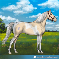 Horse Color:Silver Buckskin Dun Tobiano 