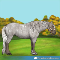 Horse Color:White Spotted Silver Blue Roan 