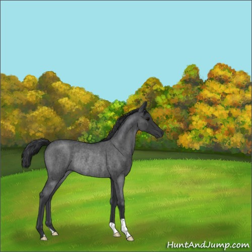 Horse Color:Blue Roan Rabicano 