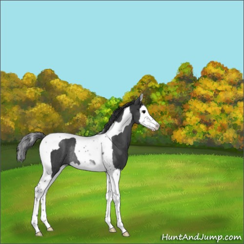 Horse Color:Blue Roan Splash Tobiano Appaloosa Rabicano 