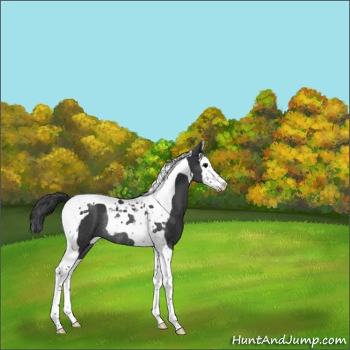 Horse Color:Black Splash Tobiano Varnish Rabicano 