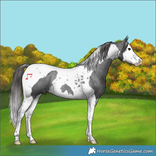 Horse Color:Black Splash Tobiano Appaloosa Rabicano 