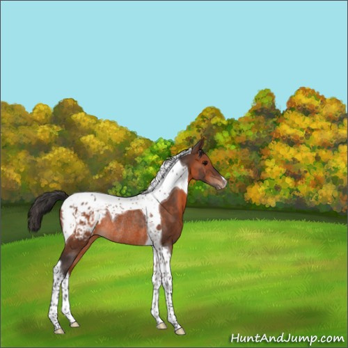 Horse Color:Brown Tobiano Appaloosa Rabicano 