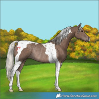 Horse Color:Silver Black Tobiano Rabicano 